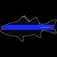 Shore Redneck Police Rockfish Striper  Decal