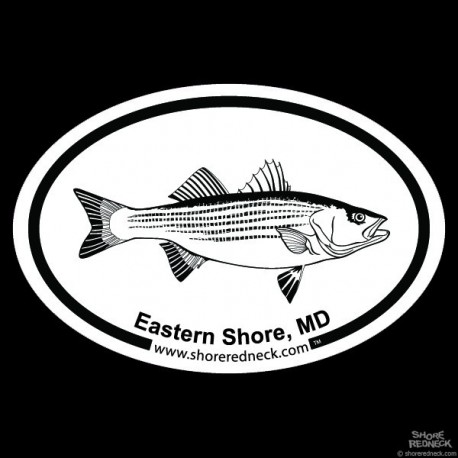Shore Redneck Striped Bass Sketch Eastern Shore MD Oval