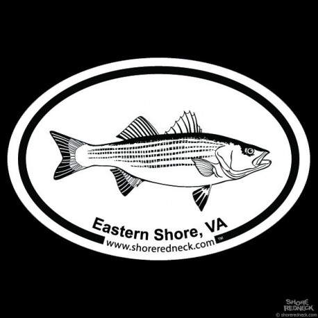 Shore Redneck Striped Bass Sketch Eastern Shore VA Oval